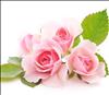 https://allergenen.sho-horeca.nl/ImageHandler.ashx?table=Gerechten&column=Afbeelding&width=100&height=100&pk0=413376